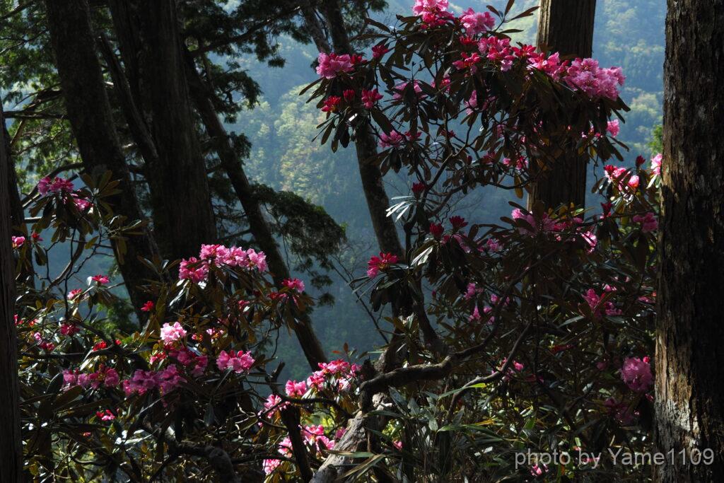 シャクナゲ 大台ケ原