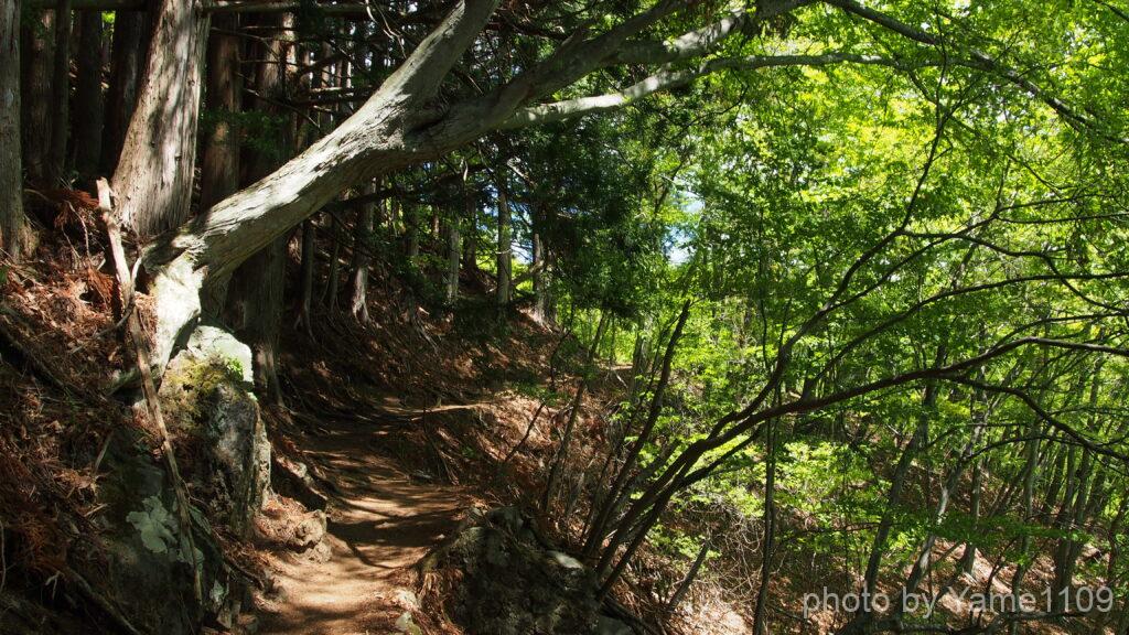 雲取山 登山道
