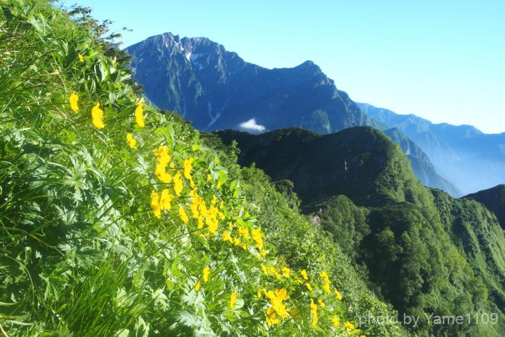 霞沢岳の花畑