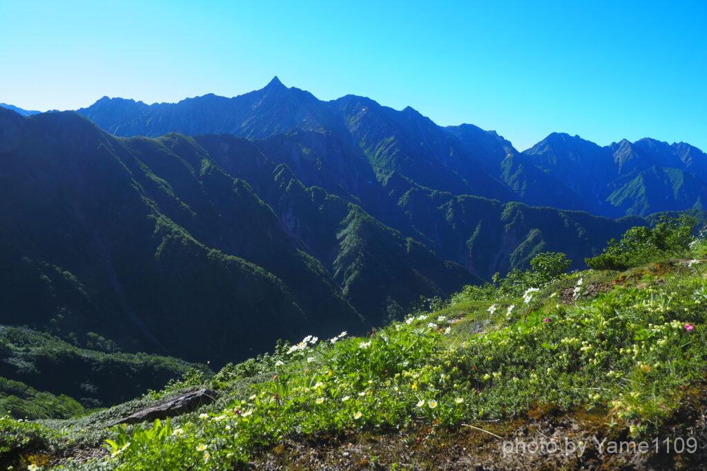 弓折乗越の花畑と槍ヶ岳