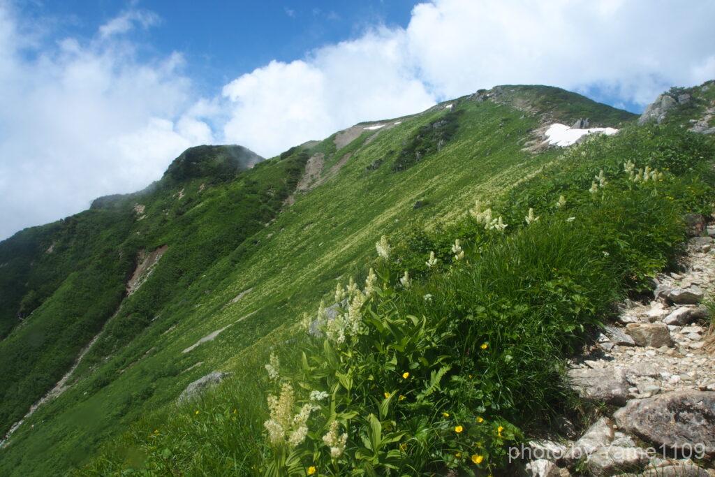 大ノマ岳の花畑