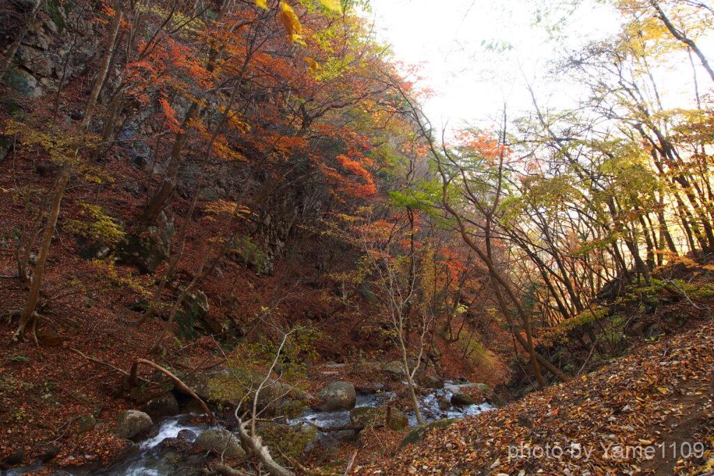 滝子山の沢筋